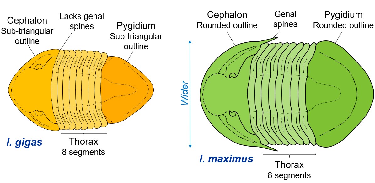 Isotelus species